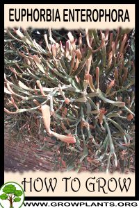 How to grow Euphorbia enterophora