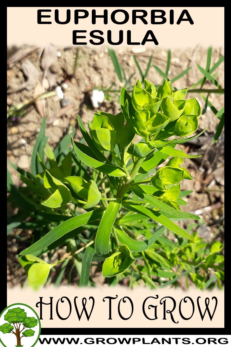 How to grow Euphorbia esula