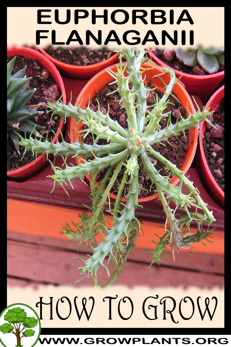 How to grow Euphorbia flanaganii