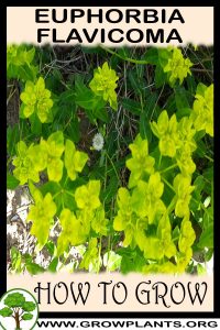 How to grow Euphorbia flavicoma