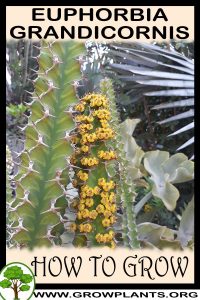 How to grow Euphorbia grandicornis