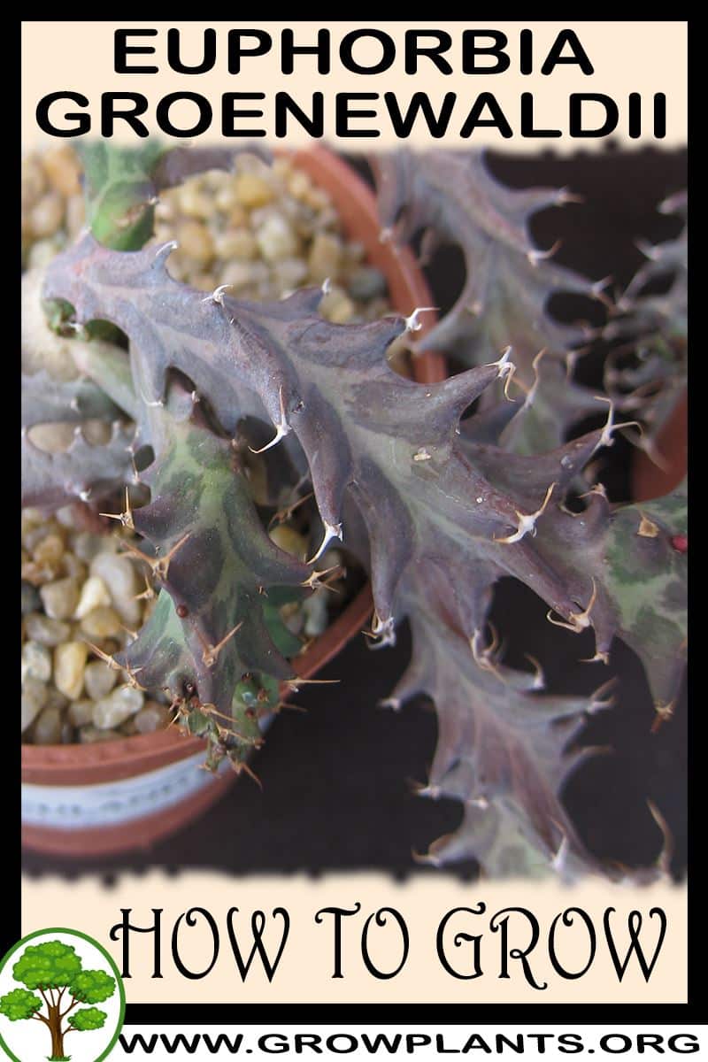 How to grow Euphorbia groenewaldii