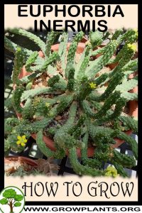 How to grow Euphorbia inermis