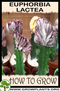 How to grow Euphorbia lactea