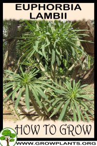 How to grow Euphorbia lambii