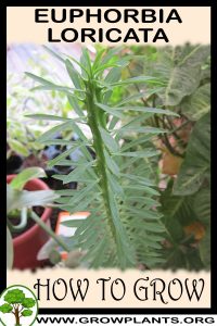 How to grow Euphorbia loricata