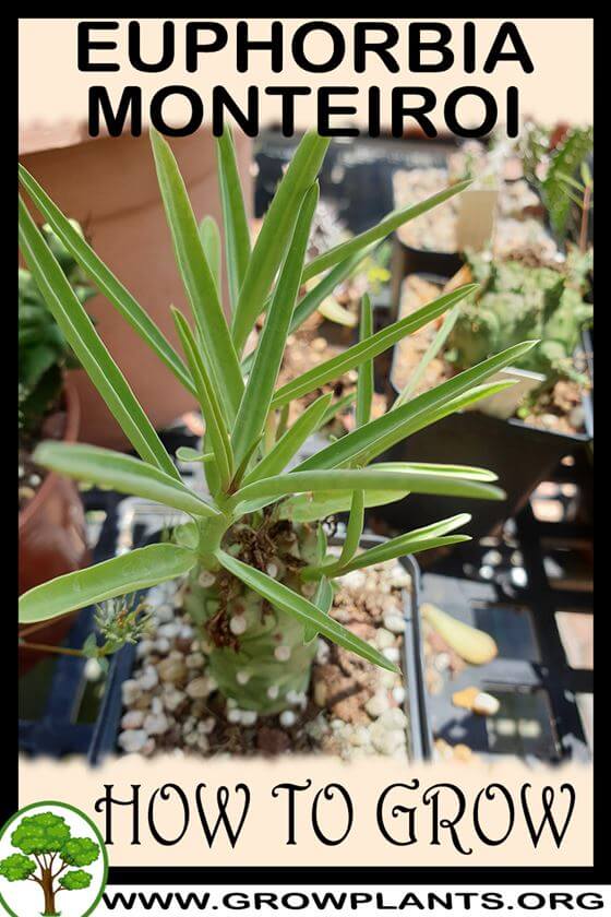 How to grow Euphorbia monteiroi