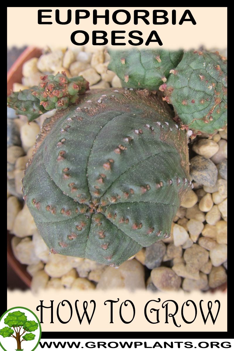 How to grow Euphorbia obesa