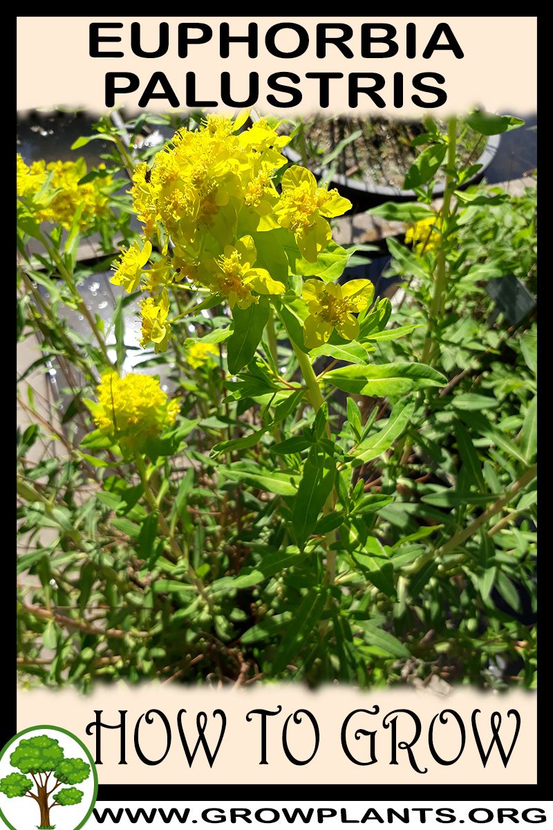 How to grow Euphorbia palustris