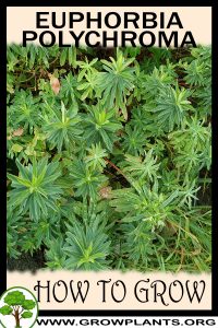 How to grow Euphorbia polychroma