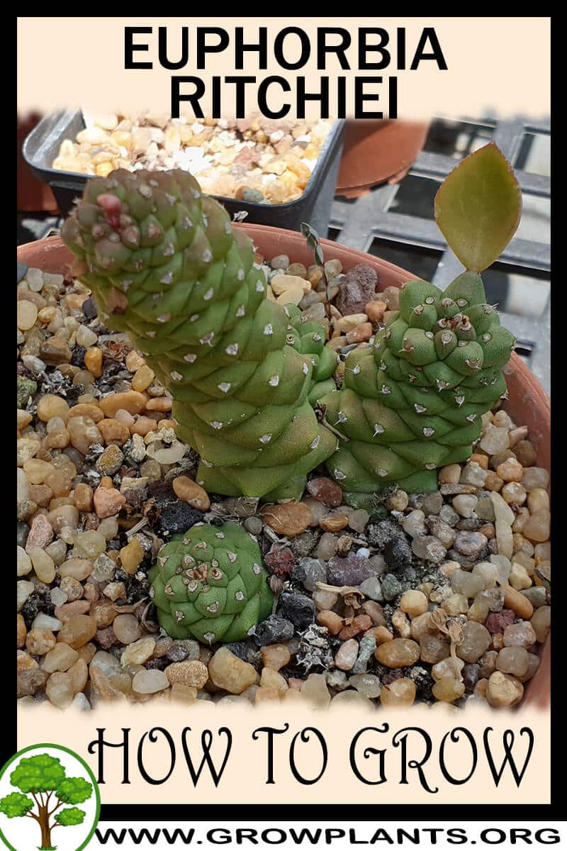 How to grow Euphorbia ritchiei