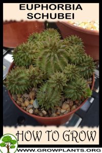 How to grow Euphorbia schubei