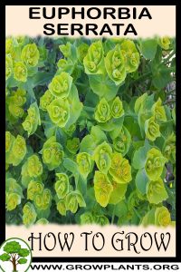 How to grow Euphorbia serrata