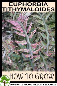 How to grow Euphorbia tithymaloides