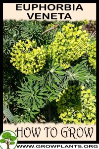 How to grow Euphorbia veneta