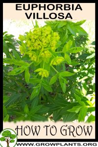 How to grow Euphorbia villosa