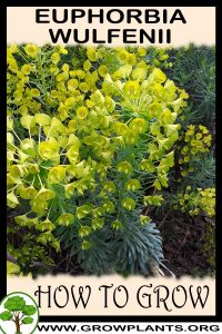 How to grow Euphorbia wulfenii