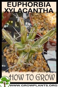 How to grow Euphorbia xylacantha