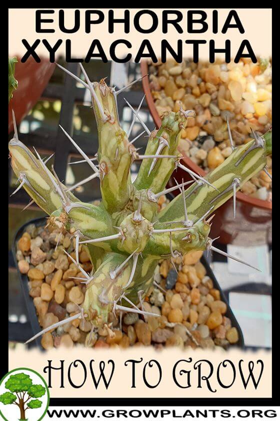 How to grow Euphorbia xylacantha