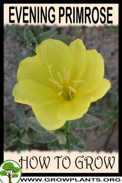 Evening primrose - How to grow & care