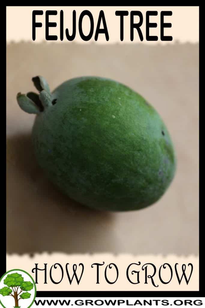 How to grow Feijoa