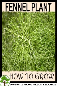 How to grow Fennel plant