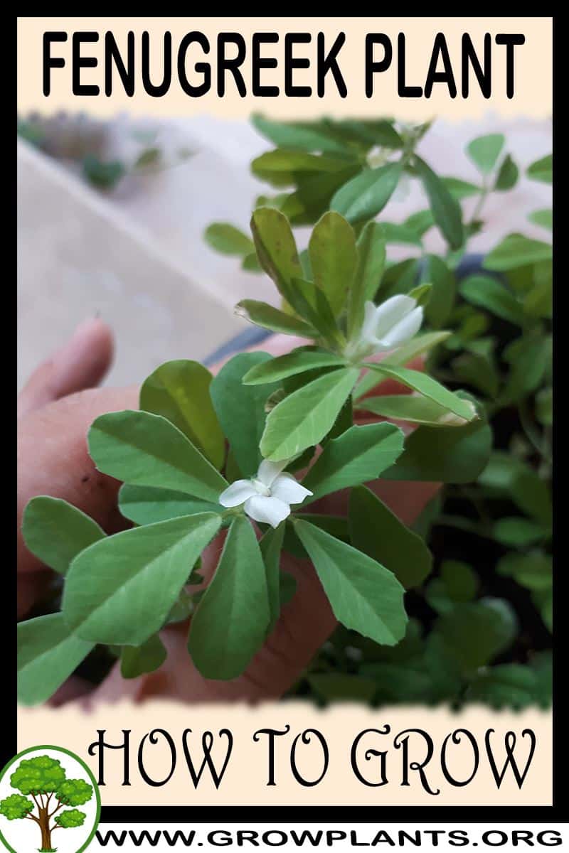 How to grow Fenugreek plant