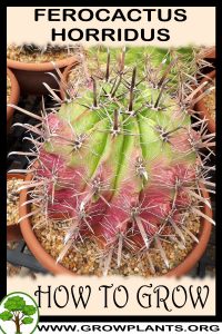 How to grow Ferocactus horridus