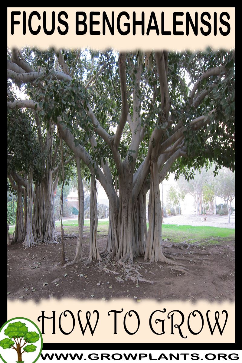 How to grow Ficus benghalensis