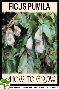 How to grow Ficus pumila