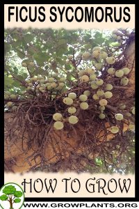 How to grow Ficus sycomorus