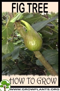 How to grow Fig tree