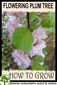 How to grow Flowering plum tree