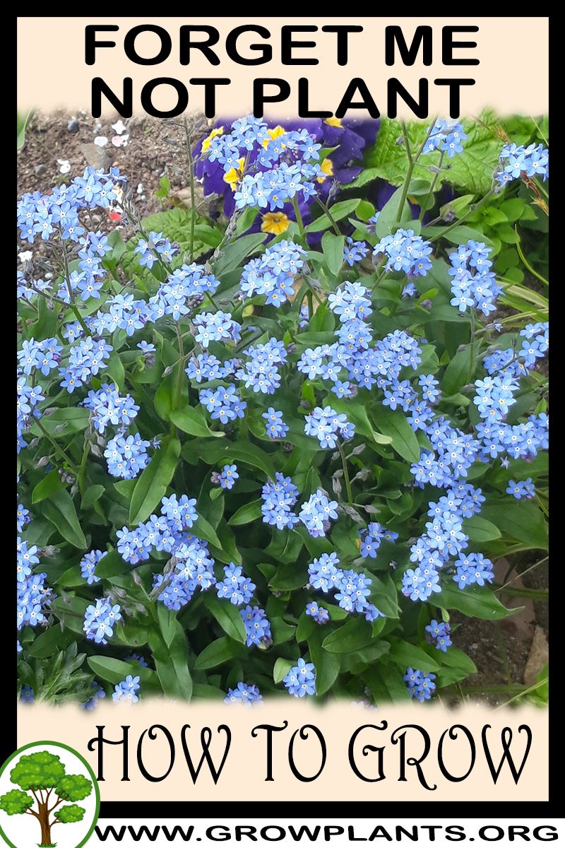 How to grow Forget me not plant