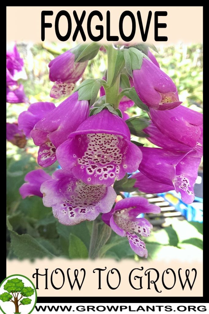 Foxglove - How to grow & care