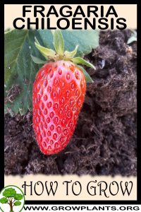 How to grow Fragaria chiloensis