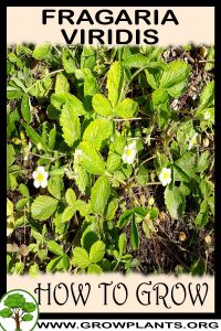 How to grow Fragaria viridis