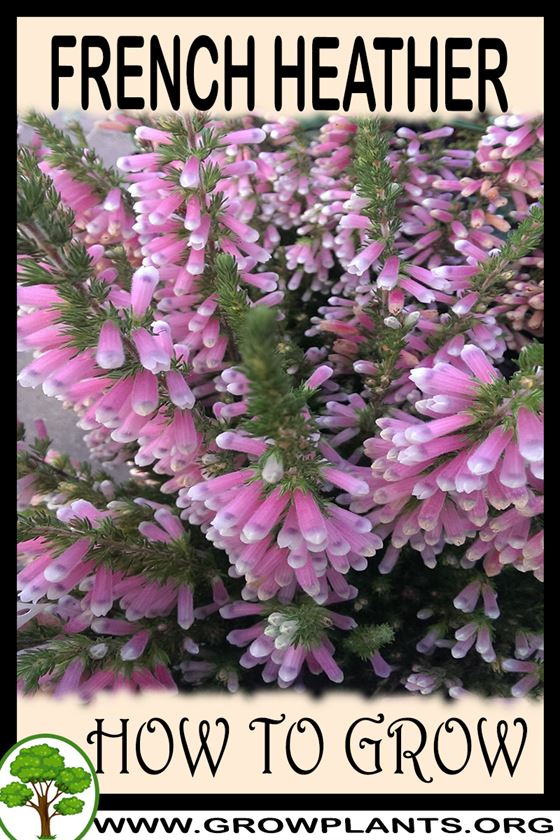 How to grow French heather