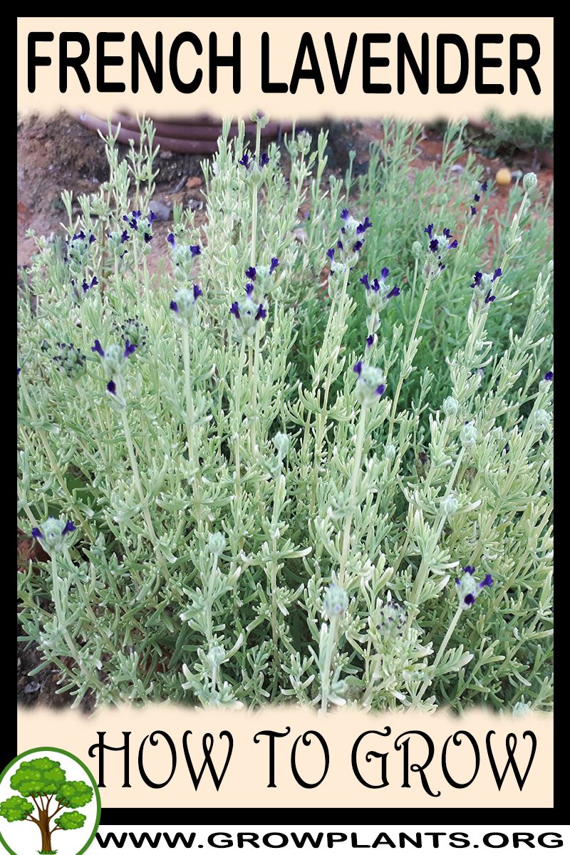 How to grow French lavender
