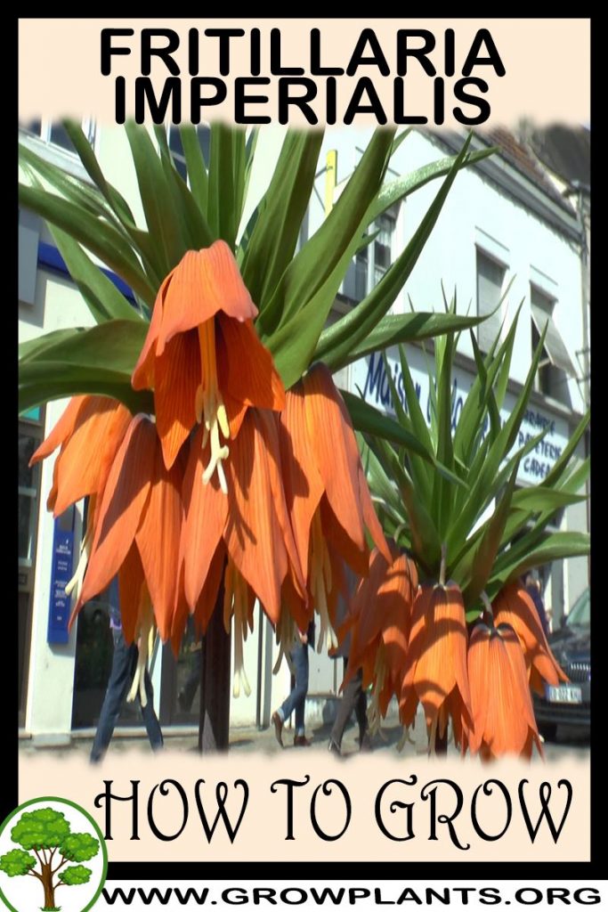 How to grow Fritillaria imperialis