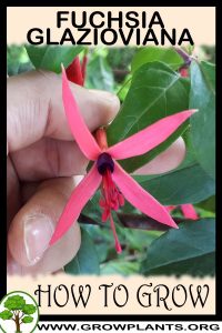 How to grow Fuchsia glazioviana