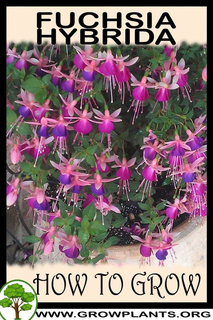 How to grow Fuchsia hybrida