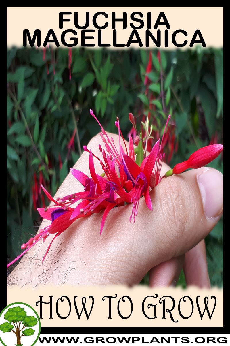 How to grow Fuchsia magellanica