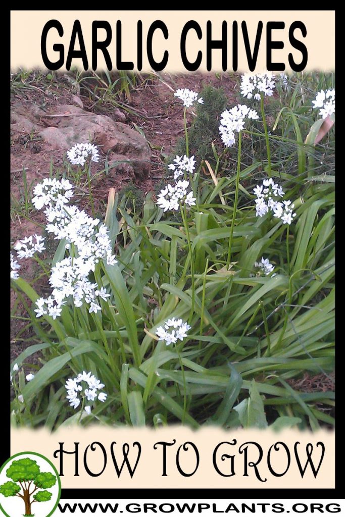 How to grow Garlic chives