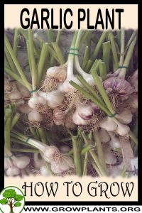 How to grow Garlic plant
