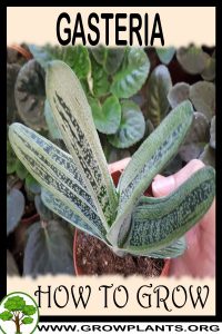 How to grow Gasteria