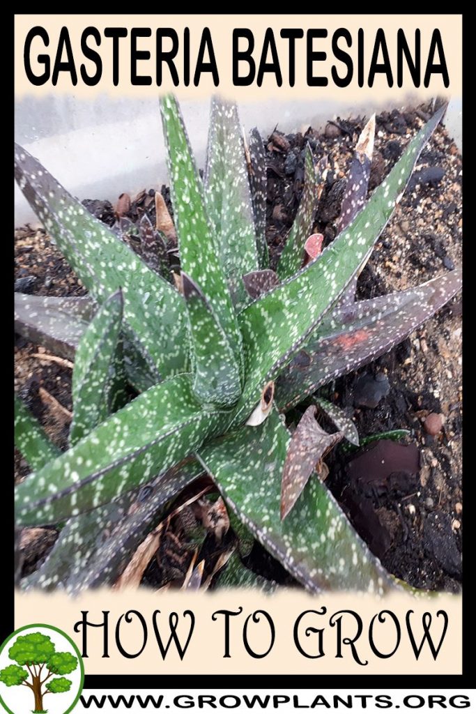 How to grow Gasteria batesiana