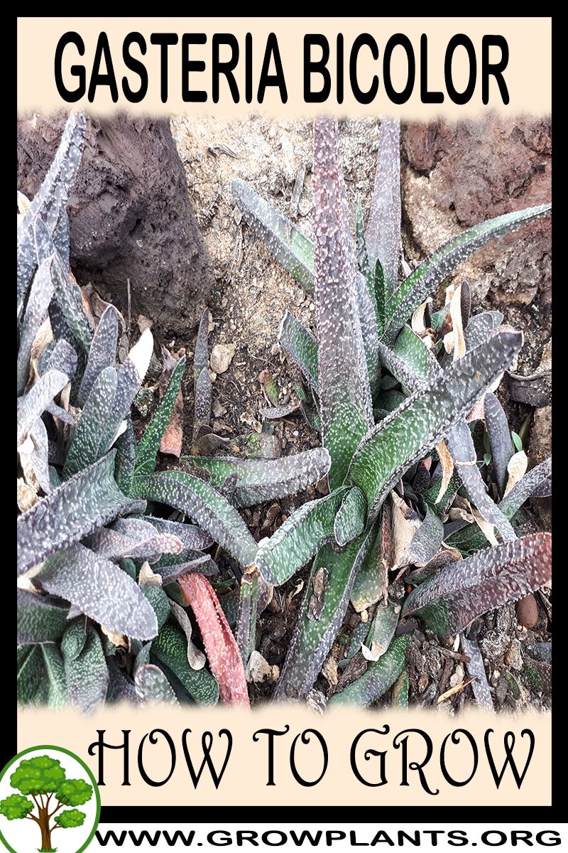 How to grow Gasteria bicolor