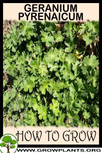How to grow Geranium pyrenaicum
