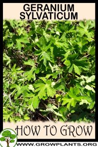 How to grow Geranium sylvaticum
